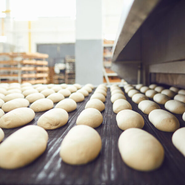 state-of-art productie lijn in bakkerij met gerezen deeg gemaakt van tarwe en zuurdesem