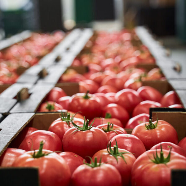 Verse, gezonde tomaten verpakt in dozen, gereed voor transport naar distributiecentrum van supermarkten